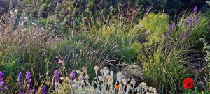 dry-meadow (1)